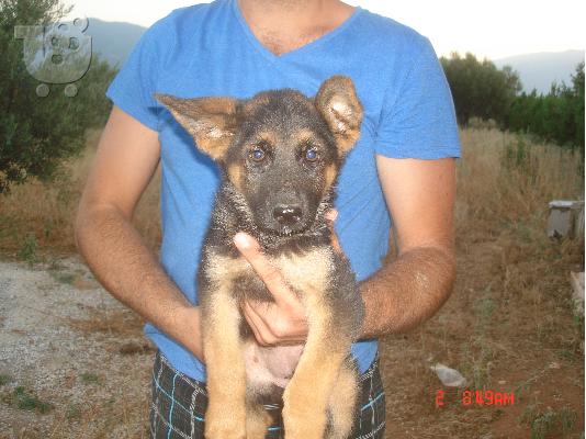 GERMAN SHEPHERD