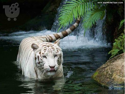 65 περιοδικά National Geographic