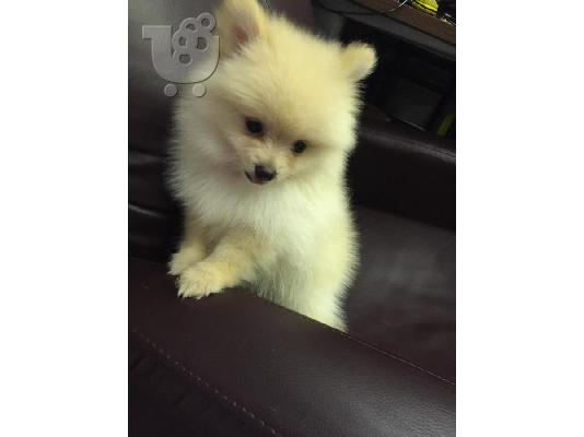 PoulaTo: Καθαρόαιμα κουτάβια Pomeranian