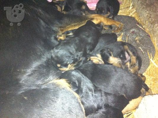 Καθαρόαιμα Κουτάβια Rottweiler