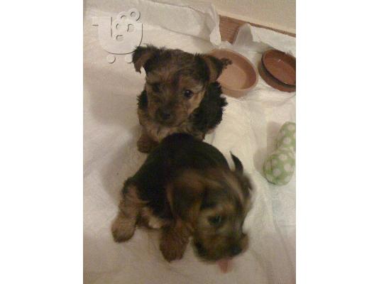 Πωλούνται κουταβάκια Yorkshire terrier