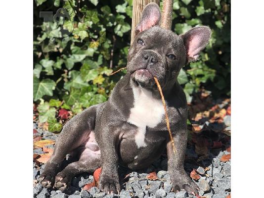 PoulaTo: French bulldog puppy for sale
