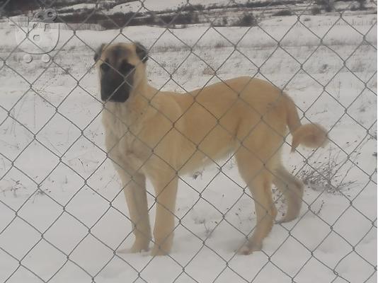 Turski kangal