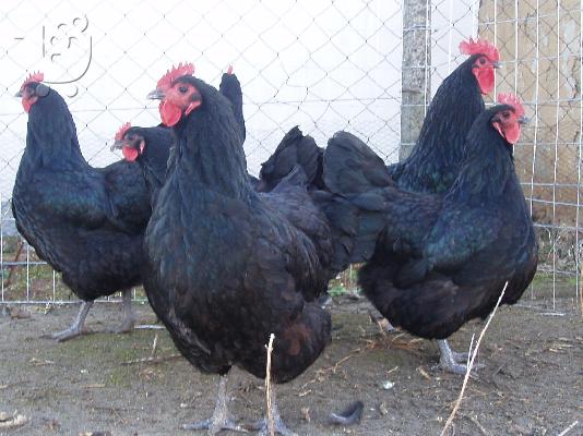 PoulaTo: Αυγα Australorp