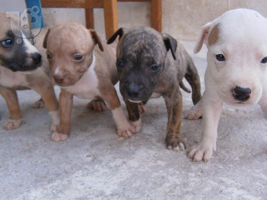 pit bull
