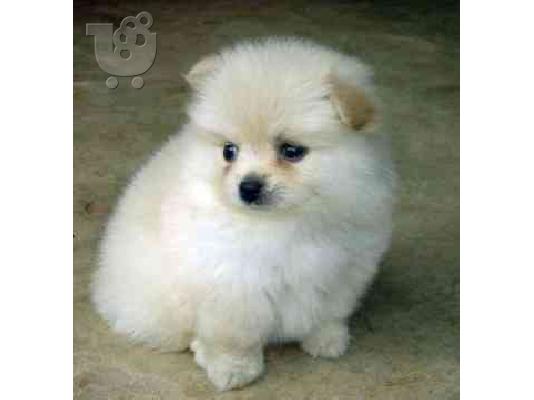PoulaTo: zhthtai pomeranian, maltese, maltese mini, pomeranian, yorkshire 150 euro h na xarizontai