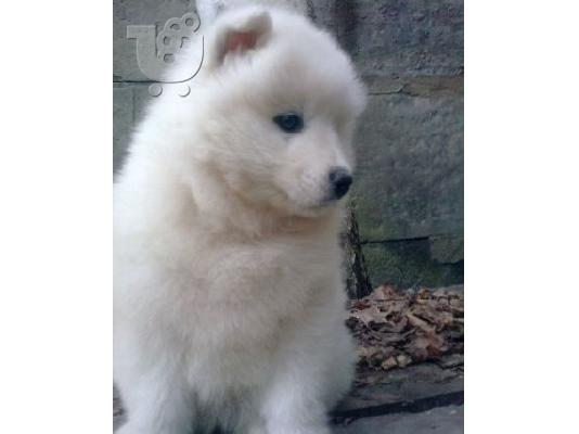 SAMOYED