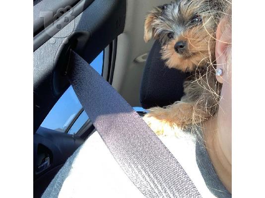 Μικρή Yorkie