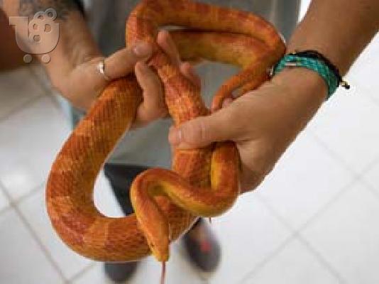 PoulaTo: Πωλείται albino corn snake θηλυκό