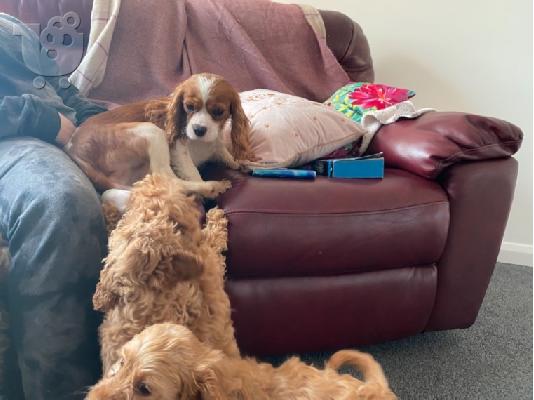 Cavapoo Red