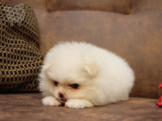 Ένα υπέροχο Pomeranian ψάχνει για ένα νέο σπίτι Έχουμε ένα ωραίο...