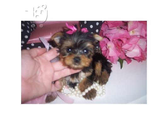 PoulaTo:  yorkshire terrier Σίλαϊαμ Τεριέ