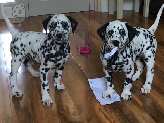 Dalmatian