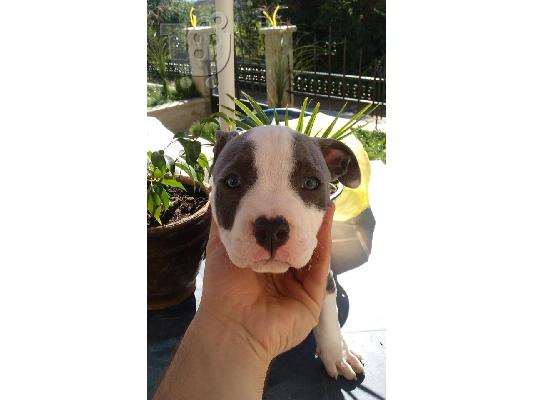 AMERICAN STANFORD BLUEE PEDIGREE