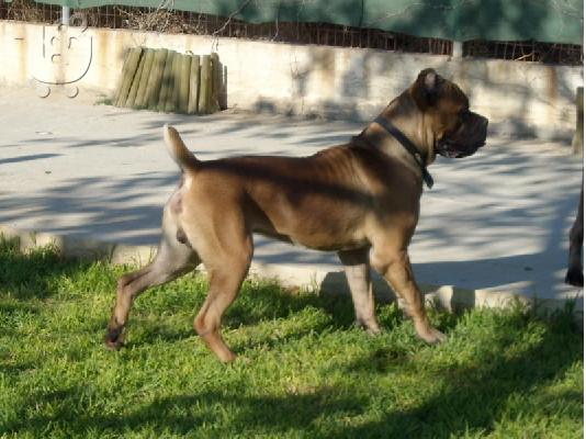 Πωλούνται κουτάβια Cane Corso