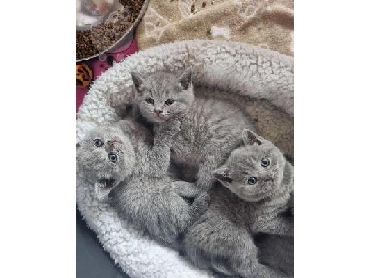 PoulaTo: british shorthair kittens for adoption