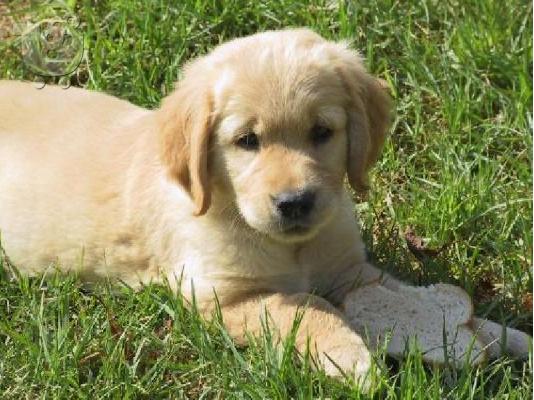 PoulaTo: Κουτάβια Golden Retriever, καθαρόαιμο, κορυφαία ποιότητα.