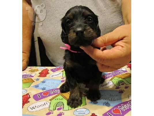PoulaTo: Gordon Setter