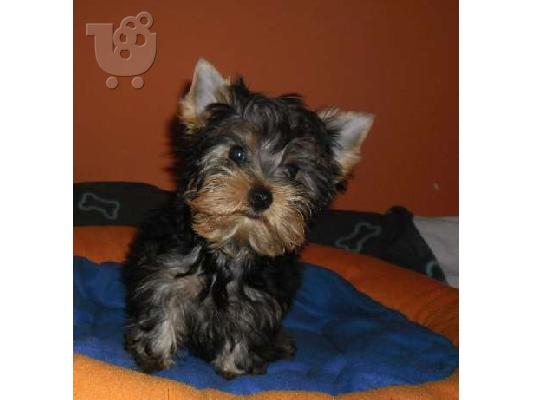 PoulaTo: YORKSHIRE TERRIER
