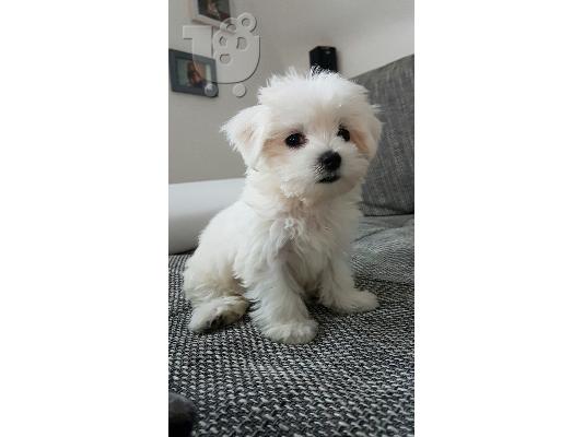 PoulaTo: Maltese Mini