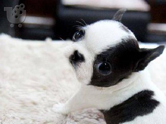 étoima tóra entyposiaká koutávia boston terrier