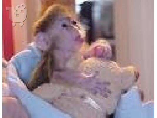 PoulaTo: μητρώο μωρό είδος πιθήκου πίθηκος για