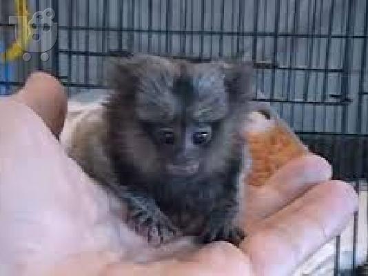 PoulaTo:   baby marmoset για 300 €