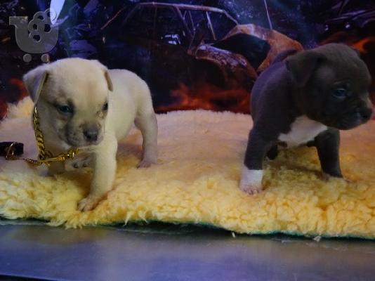 PoulaTo: Ένα ωραίο και φιλικό Pitbull για την οικογένεια