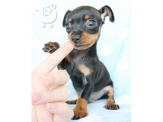 PoulaTo: PINSCHER., κουταβάκια καθαρόαιμα 