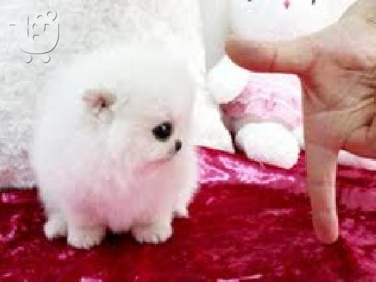 αρσενικά και θηλυκά κουτάβια Pomeranian