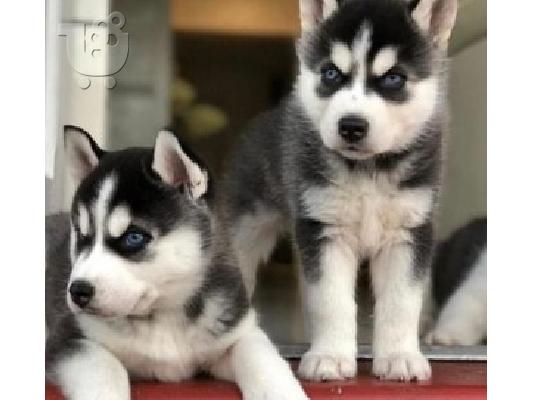 PoulaTo: Επικοινωνήστε μαζί μου μέσω Viber:+63-945-413-6749 Siberian Husky