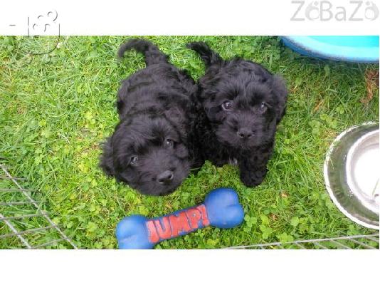 PoulaTo: Yankee Doodles Pups (amerikanikó Cocker X Poodle)