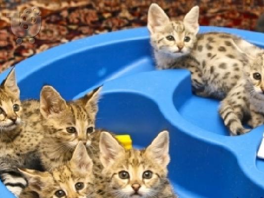 PoulaTo: όμορφη σαβάνα γατάκια προς πώληση