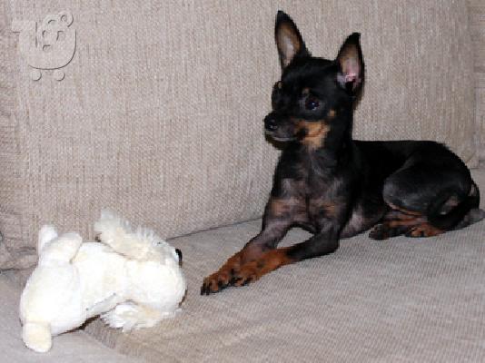 PoulaTo: Πωλήται σε τιμή ευκαιρίας Russian Toy Terrier