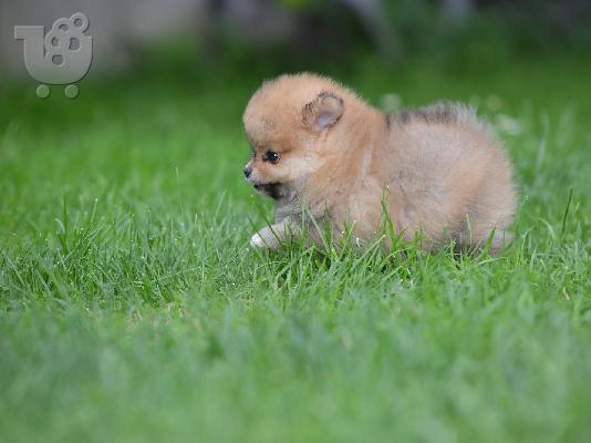Pomeranian Spitz όμορφα κουτάβια