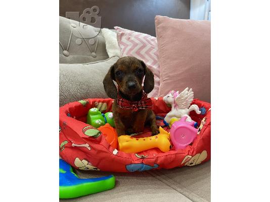 PoulaTo: Νάνος Dachshund κουτάβια εξωτικού χρώματος