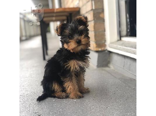 αγαπούν το Yorkie terrier έτοιμο για υιοθέτηση.