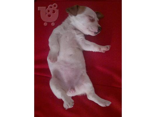 PoulaTo: Πωλείται Jack Russell