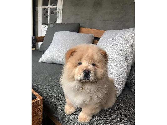 PoulaTo: Κουτάβια Chow Chow