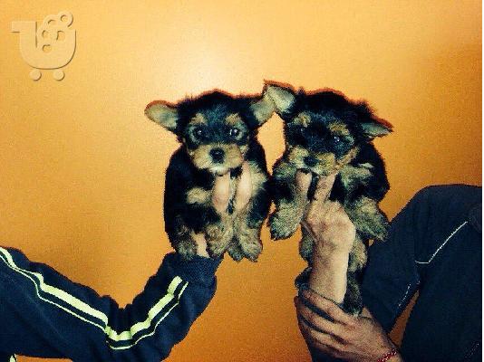 PoulaTo: YORKSHIRE TERRIER