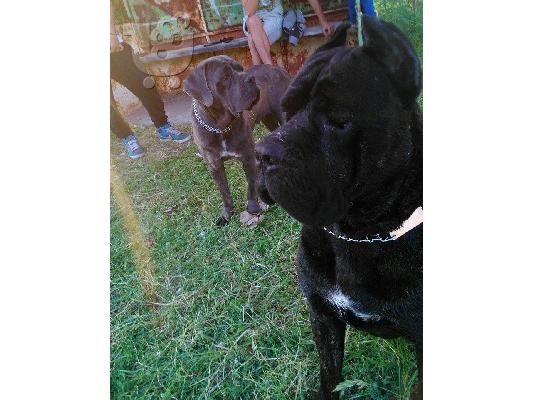 PoulaTo: Cane Corso Καθαρόαιμα Κουτάβια