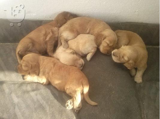 ΔΙΑΘΕΣΙΜΑ ΚΑΘΑΡΟΑΙΜΑ ΚΟΥΤΑΒΙΑ COCKER SPANIEL (KOKER ESPANIEL-ΚΟΚΕΡ ΣΠΑΝΙΕΛ)...