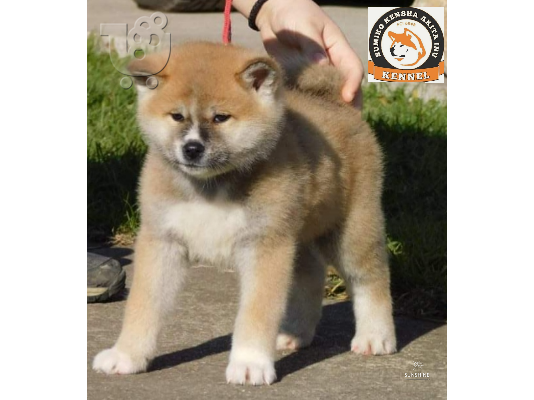 Ιαπωνικά κουτάβια akita