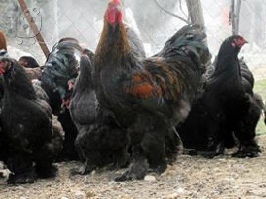 Πωλουνται κοτες Μπράχμα 35 ευρώ το ένα