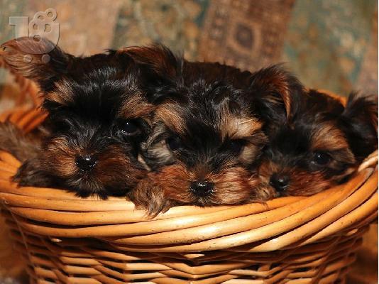 PoulaTo: Μικρά κουτάβια Yorkie