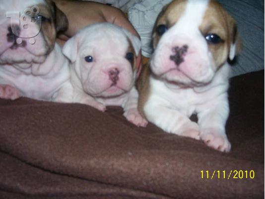 English bulldog puppies 