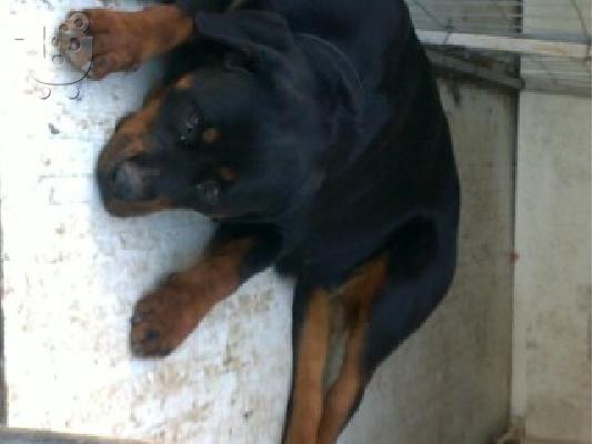 ROTWEILER KOYTABIA KAΘΑΡΟΑΙΜΑ ΠΩΛΟΥΝΤΕ τηλ 2296043788