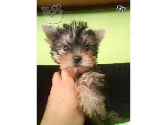 YORKSHIRE TERRIER SUPER MINI