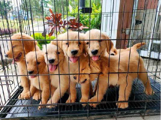 Πωλούνται κουτάβια Golden Retriever