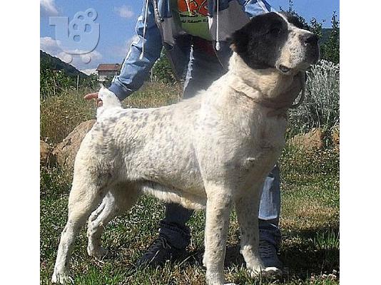 ΠΟΙΜΕΝΙΚΟΣ ΚΕΝΤΡΙΚΗΣ ΑΣΙΑΣ